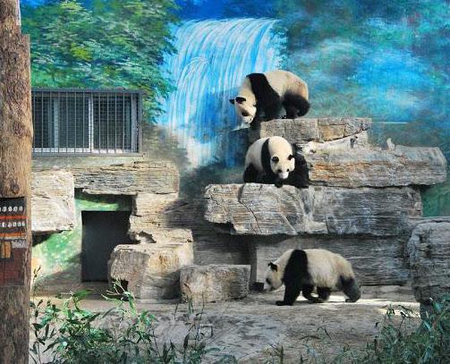 Beijing Zoo: Beschreibung, Zeit der Arbeit, wie man kommt, Bewertungen