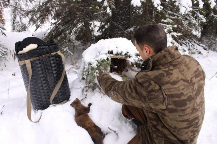 Jagd mit einem Husky auf Marder: Geheimnisse und Tricks. Wo der Marder lebt