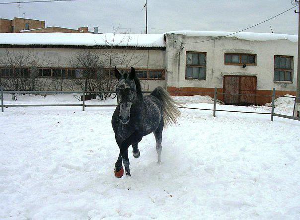 Lohnt es sich, das Ramenskoye Hippodrom zu besuchen?