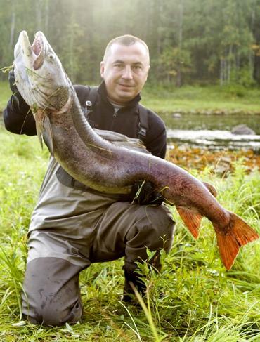 Jagd auf einen Hasen in Jakutien 