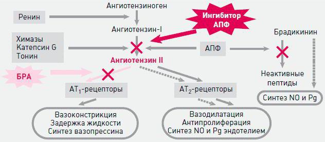 Angiotensin-Renin-Aldosteron-System: ein Schema, Funktionen und seine Rolle