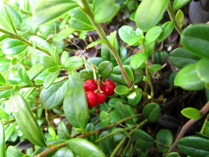 Cranberry-Blatt Schaden und Nutzen