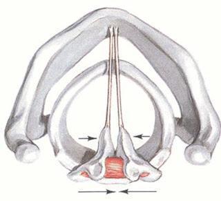 Larynx, Knorpel des Larynx. Der größte Knorpel des Larynx