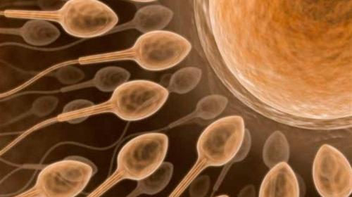 Spermatogramm