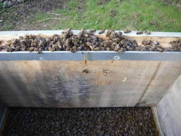 Behandlung einer Reihe von Krankheiten durch Bienen