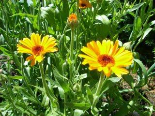 Calendulasalbe für Fersen