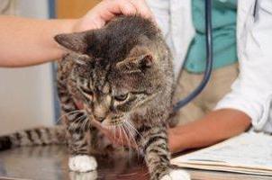 Mycoplasmose bei einer Katze: Symptome und Behandlung
