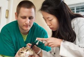 Otitis bei Katzen Symptome und Behandlung