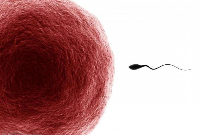 Ovogenese ist der Prozess der Eibildung. Spermatogenese und Oogenese