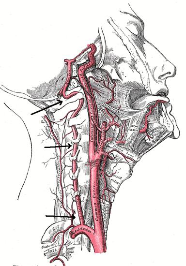 linke A. vertebralis