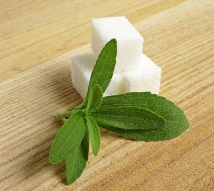 Stevia: Nutzen und Schaden, Kontraindikationen