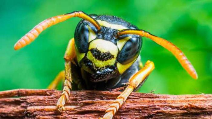 das Gift der brasilianischen Wespe