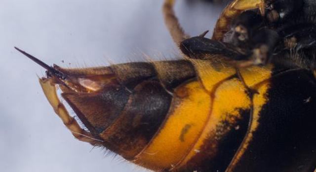 Gift der brasilianischen Wespe Heilung für Krebs