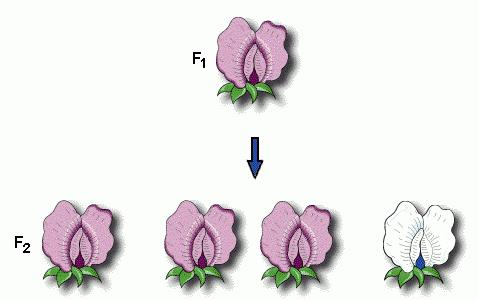 homozygote Allele