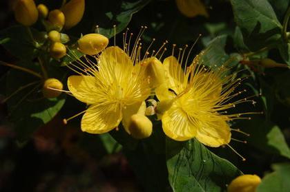 Johanniskraut-Anwendung in der Medizin